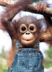 images_cute_monkey_hanging_around