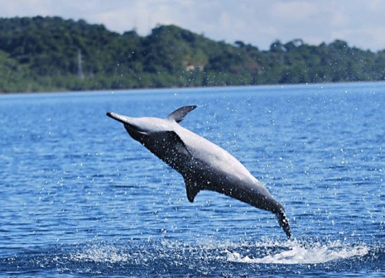 images_dolphin_jumping_in_ocean