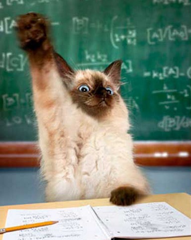 images_funny_cat_raising_hand