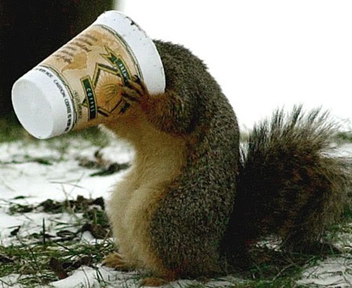 images_funny_squirrel_coffee
