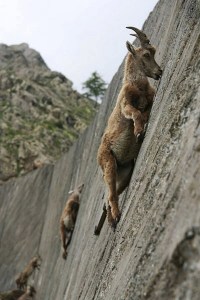images_mountain_goat_climbing