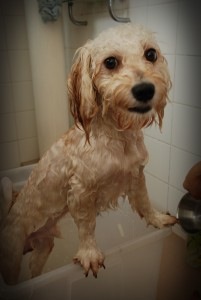 images_cute_dog_taking_bath