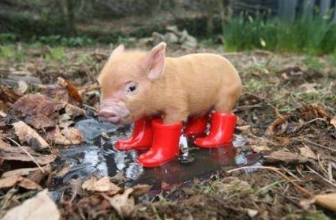 images_cute_piglet_in_red_boots
