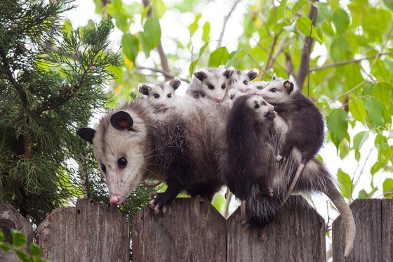 images_cute_possum_carrying_babies