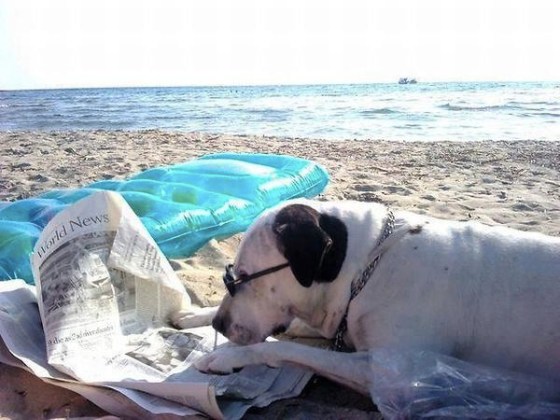 images_funny_dog_reading_newspaper_at_the_beach
