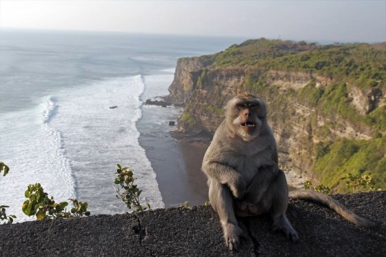 images_monkey_sitting_on_edge_of_cliff