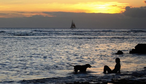 images_sunset_beach_dog_simple_life