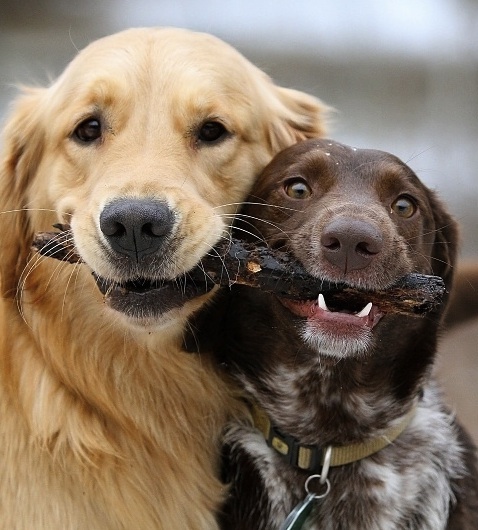 cute_dogs_sharing_stick