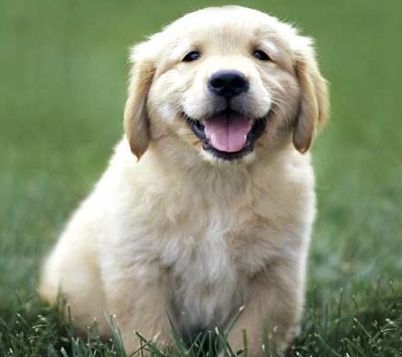 images_cute_labrador_puppy