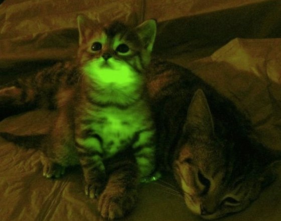 images_cute_cat_glowing