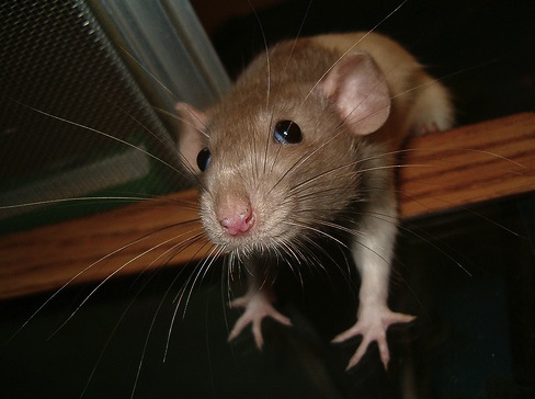images_cute_mouse_reaching_out