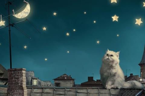 cat_and_stars_at_night