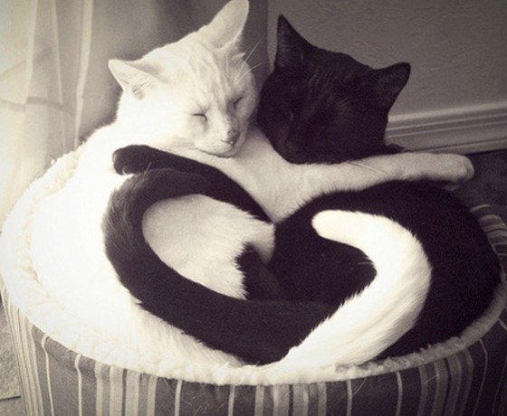 cute_cats_hugging