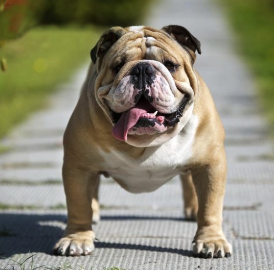 (Photo credit: www.wisegeek.org)