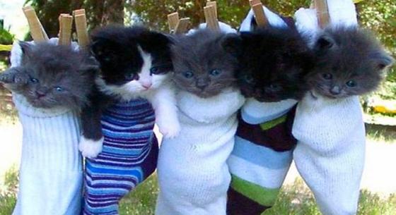 cute_kittens_free_wallpaper