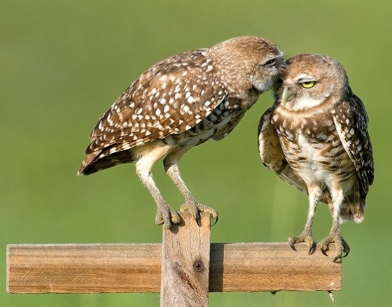 (Photo credit: www.blog.nwf.org)