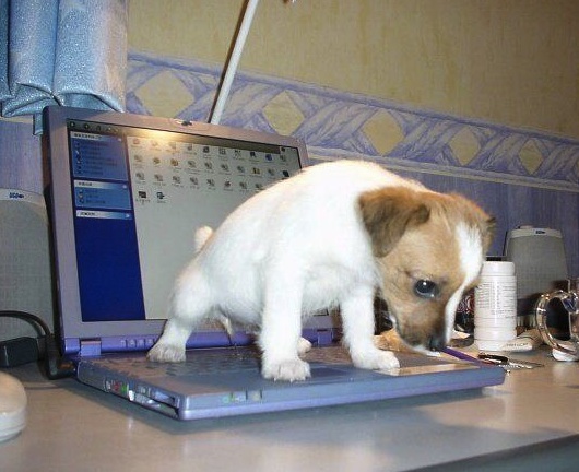 (Photo credit: www.heapsoffun.com)