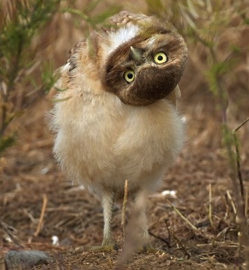 owl_with_upside_down_head