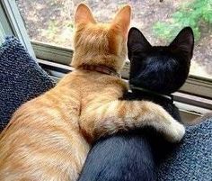 cute_black_and_tabby_cat