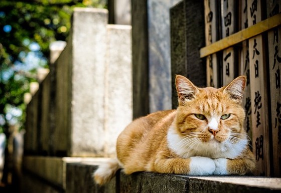 funny_cat_lying_on_the_edge