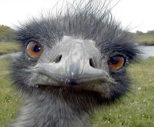 funny_ostrich_looking_straight