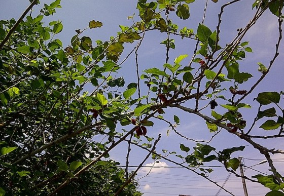 my_mulberry_tree