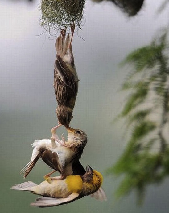 (Photo credit: www.animal-kid.com)