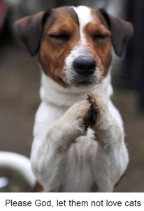 cute_dog_praying