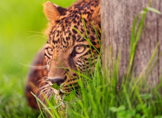 (Photo credit: www.wide-wallpapers.net)