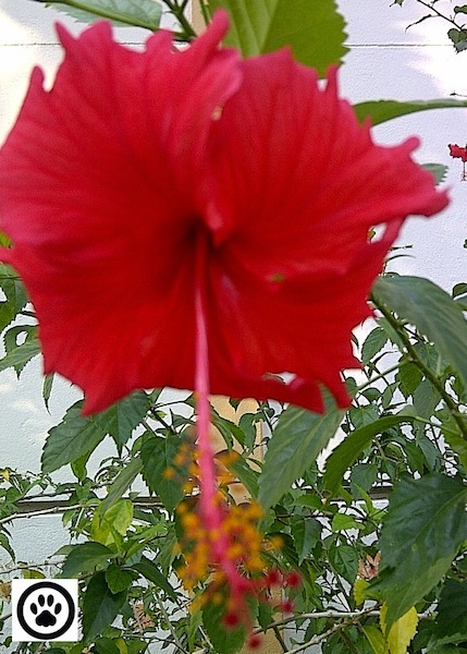 red hibiscus