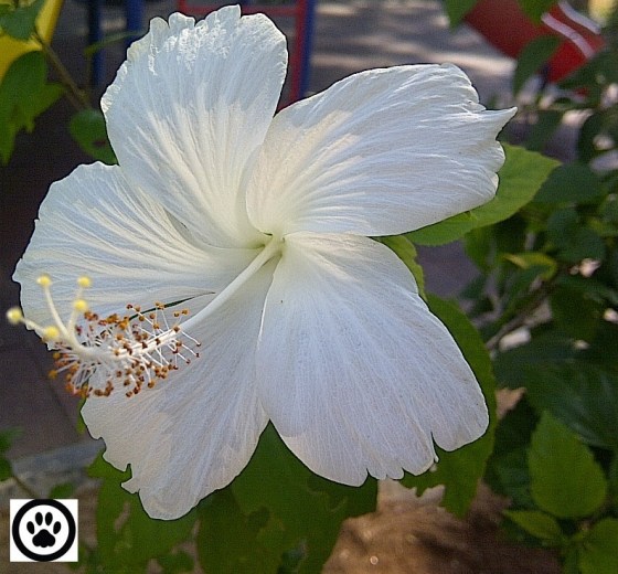 white hibiscus