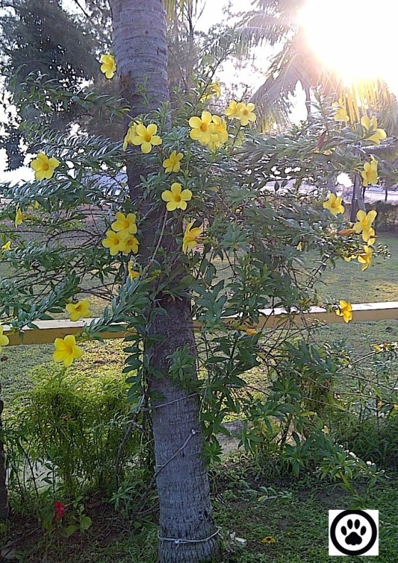 Hey....let's do the hula dance!