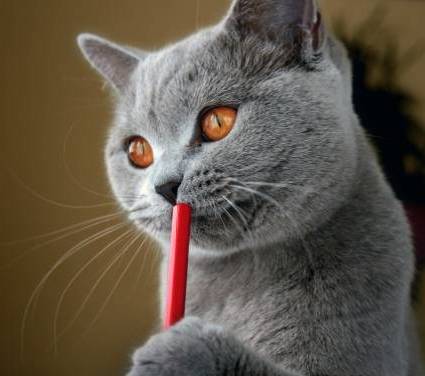 (Photo credit: www.wallpapers4desktop.net)