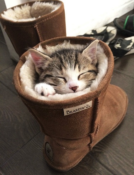 (Photo credit: www.bajiroo.com)