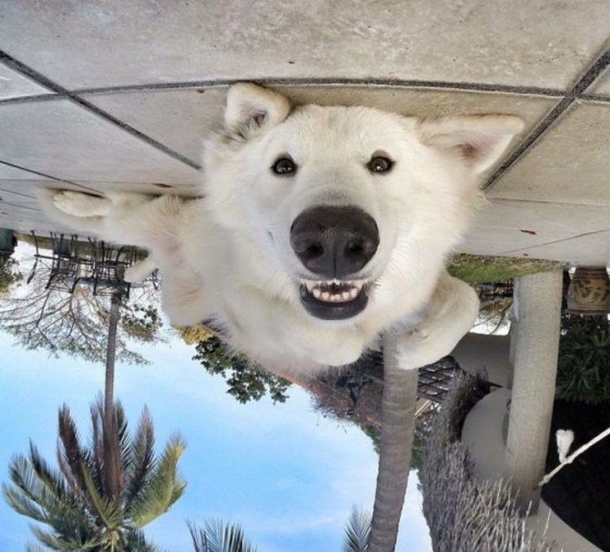 dog looking upside down