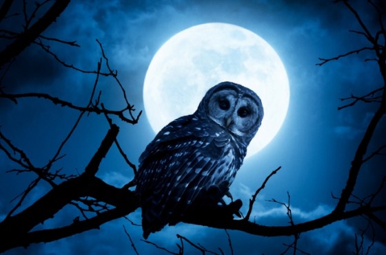 (Photo credit: www.kleineganz.com)