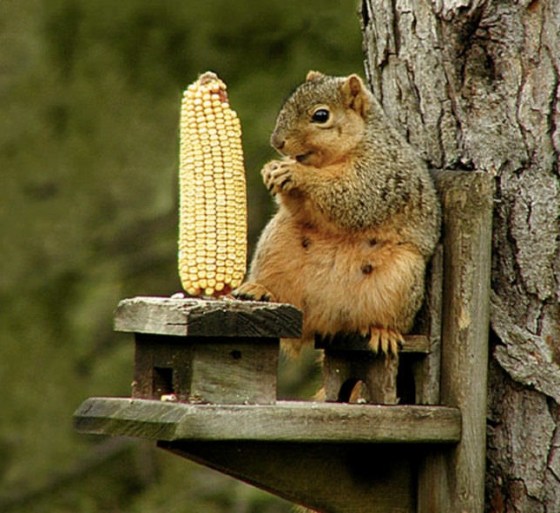 squirrel eating corn