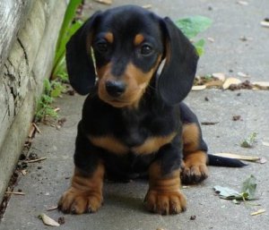 (Photo credit: www.pixshark.com)