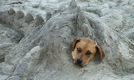 funny dog buried in sand