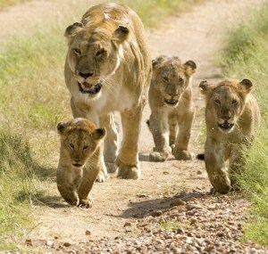 lion and cubs2