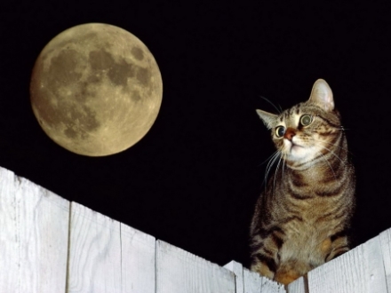 cat under the moonlight