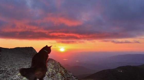 cat watching beautiful sunset