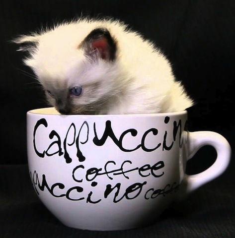 funny cat in mug