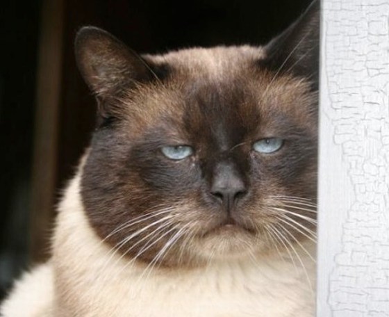 "I don't understand humans either!"