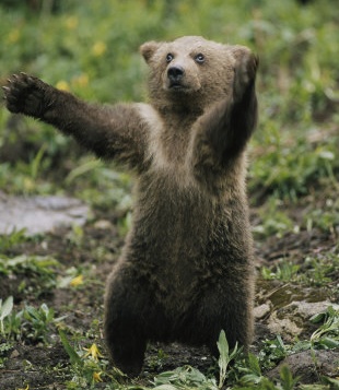 (Photo credit: www.justcuteanimals.com)