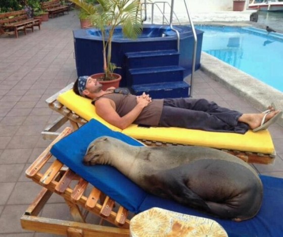 "Taking a nap with the seal of approval." (Photo credit: www.graphics99.com)