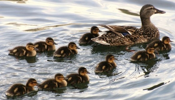 (Photo credit: www.imgkid.com)