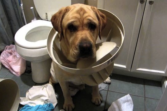 (Photo credit: www.grabberwocky.com)