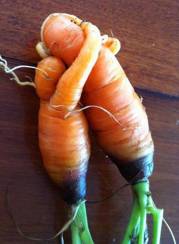 (Photo credit: www.grist.org)