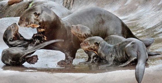 (Photo credit: www.abc7.com)